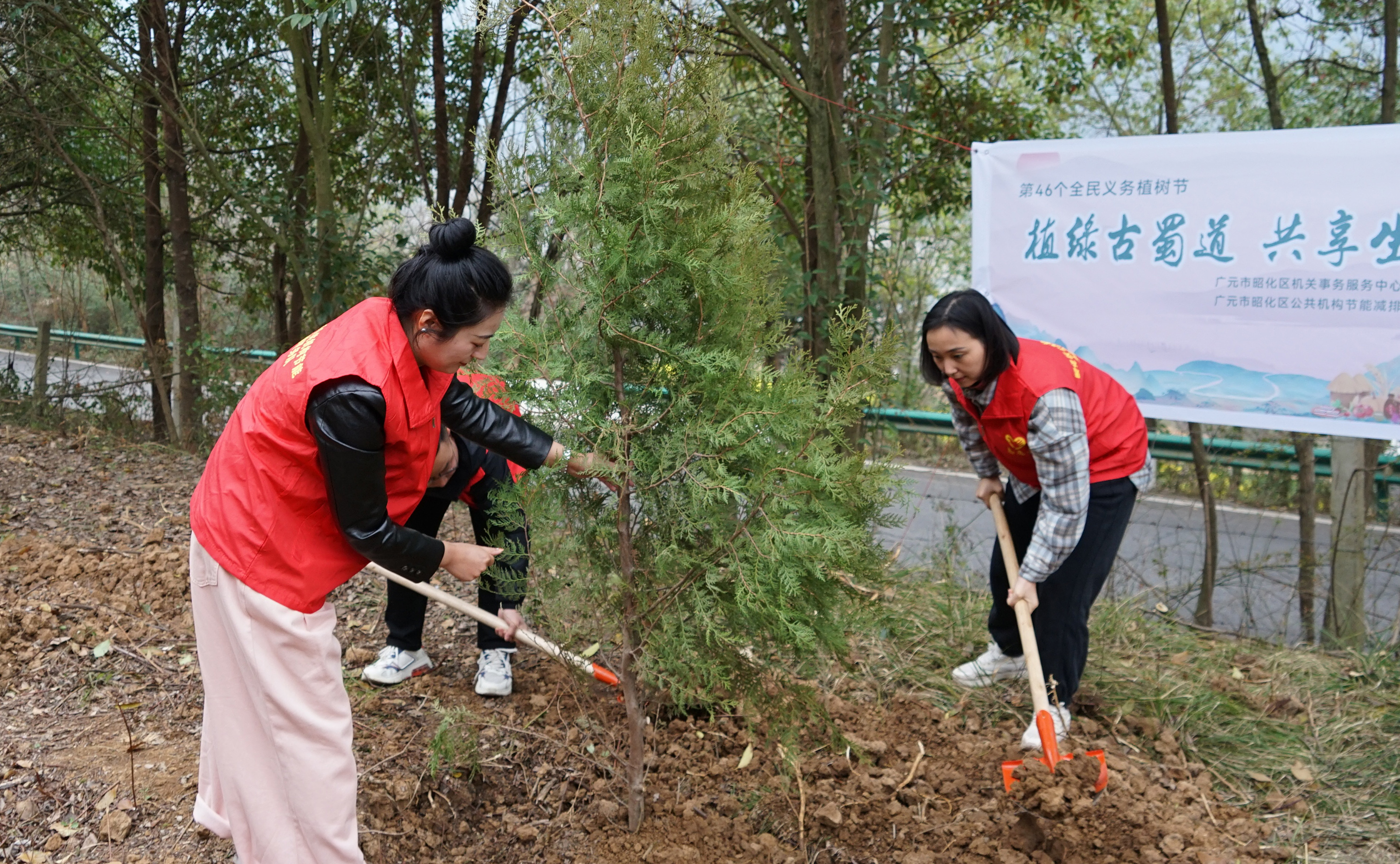 广元昭化：古柏断带补植 赋予翠云廊<font color='red'>新</font>生机