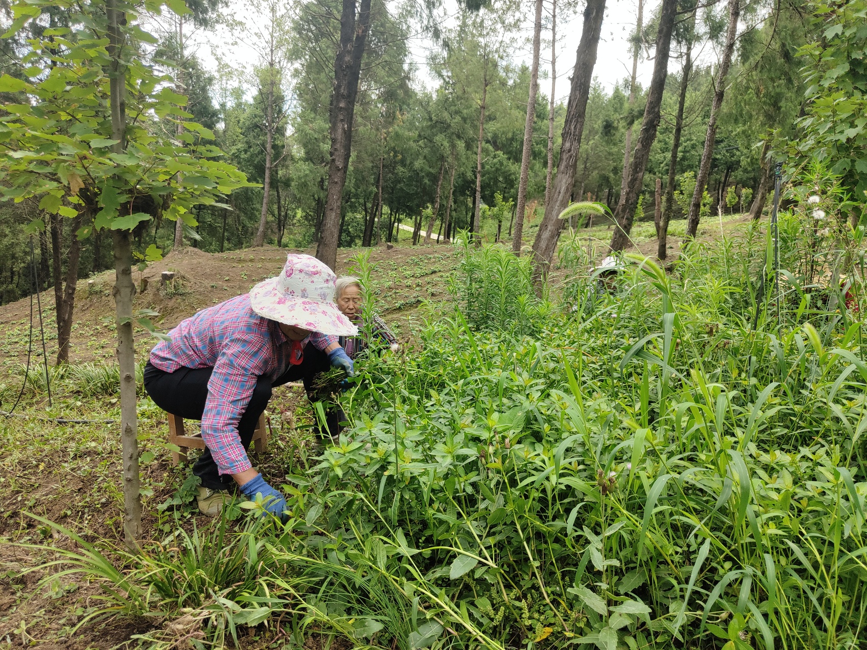 万亩林海变“药库”   昭化林下中药材产值破4亿元