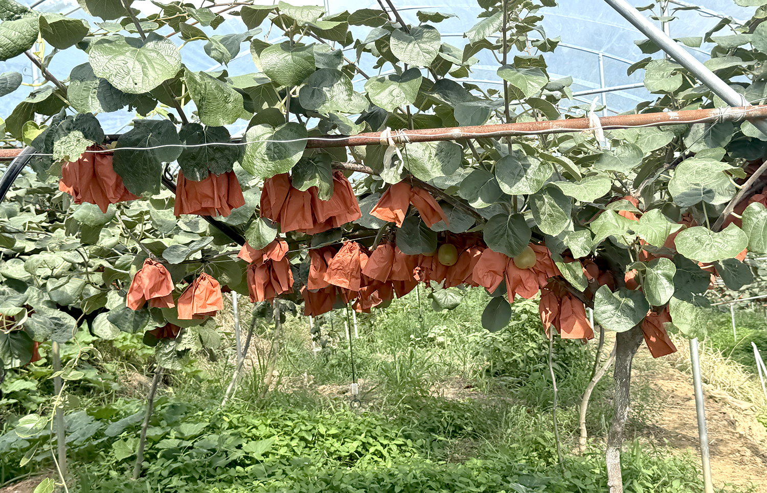 广元市昭化紫云红心猕猴桃“直产直供”首批产品启程赴杭州