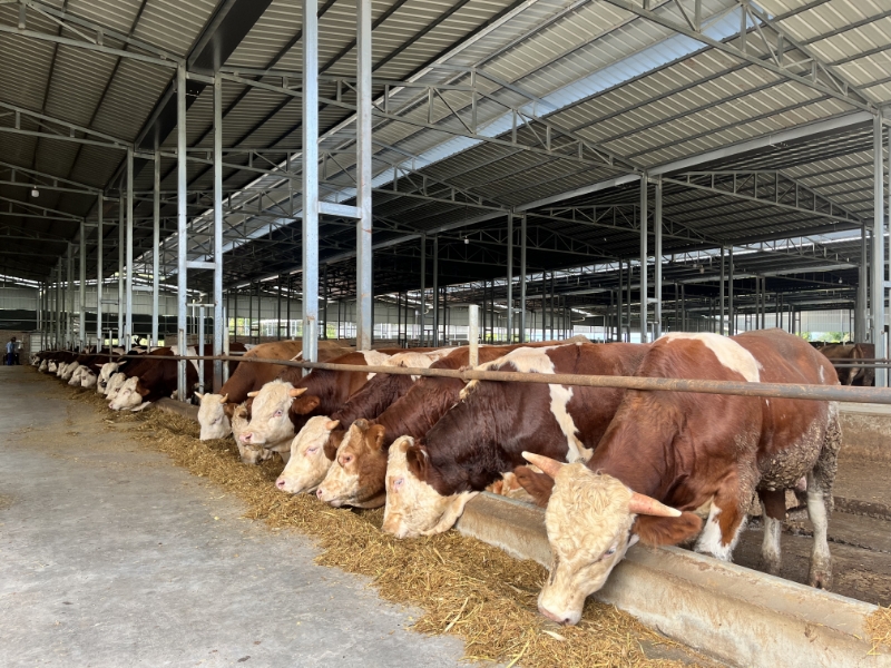 广元昭化：全域探索生态循环农业新模式 书写经济环境“双赢”答卷