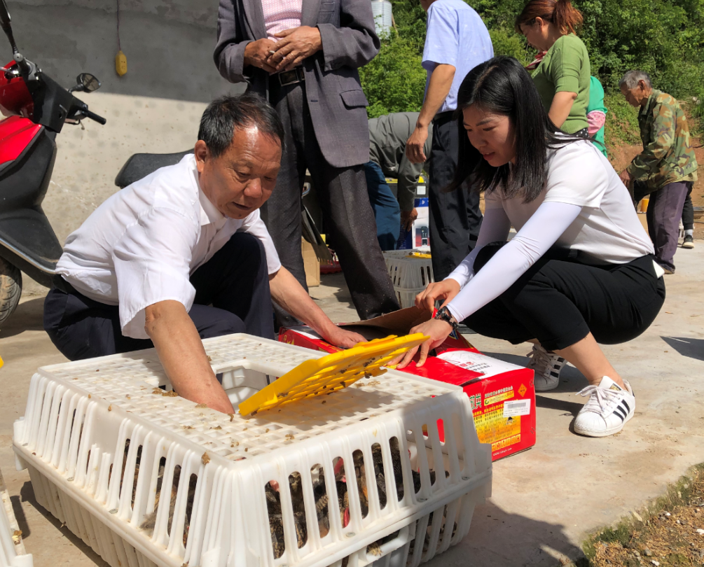 小鸡苗承载致富梦  真帮扶助力攻坚战