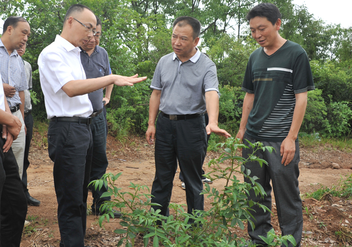 陈正永在卫子镇商家梁村查看藤椒产业发展0.jpg 陈正永在卫子镇商家梁村查看藤椒产业发展0.jpg